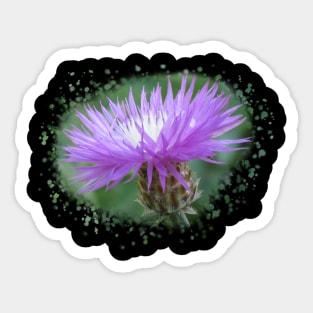 purple flower, blooms, flowers, nature Sticker